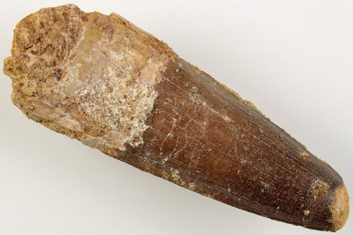 2.55" Spinosaurus Tooth - Real Dinosaur Tooth
